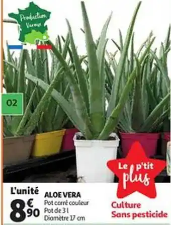 Aloe Vera