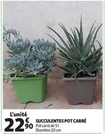 Succulentes Pot Carré