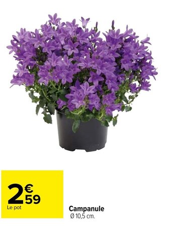 Carrefour Campanule offre
