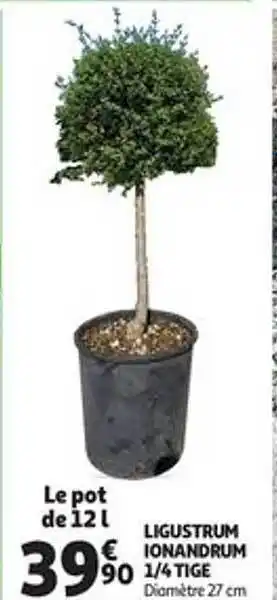 Auchan Direct Ligustrum Ionandrum 1-4 Tige offre