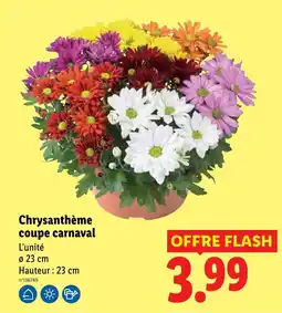 Lidl Chrysanthème coupe carnaval offre