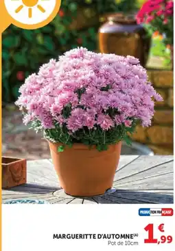 Hyper U MARGUERITTE D'AUTOMNE offre