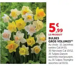 Hyper U Bulbes gros volumes offre