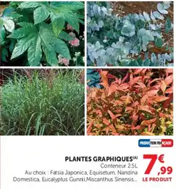 Hyper U PLANTES GRAPHIQUES offre