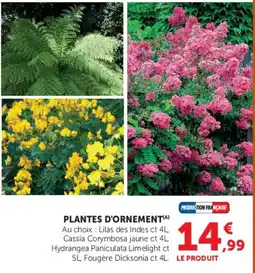 Hyper U PLANTES D'ORNEMENT offre
