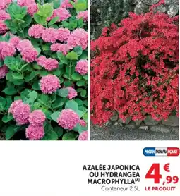 Hyper U AZALÉE JAPONICA OU HYDRANGEA MACROPHYLLA(A) offre