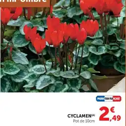 Hyper U CYCLAMEN offre