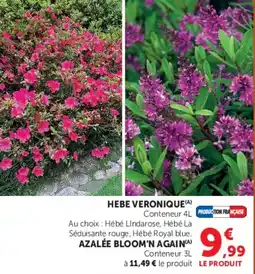 Hyper U HEBE VERONIQUE offre