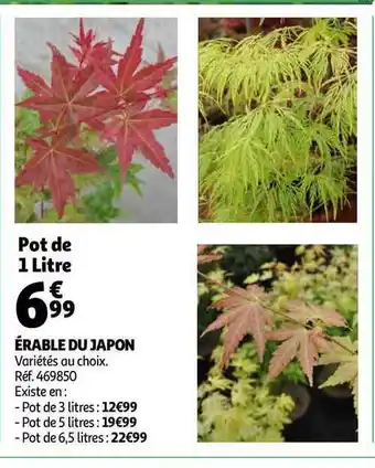 érable Du Japon