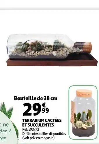 Auchan Direct Terrarium Cactées Et Succulentes offre