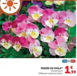 Super U Pensée ou viola offre