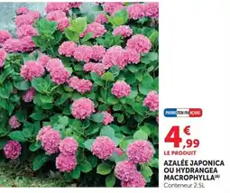 Super U AZALÉE JAPONICA offre