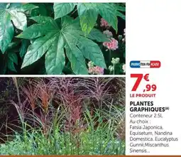 Super U PLANTES GRAPHIQUES offre
