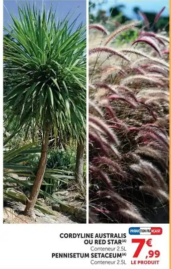 Cordyline australe ou red star