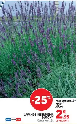Super U LAVANDE INTERMEDIA DUTCH offre