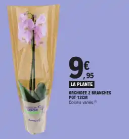 E.Leclerc E Leclerc Orchidée 2 branches offre