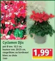 Norma Cyclamen djix offre