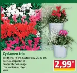 Norma Cyclamen trio offre