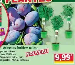 Norma Arbustes fruitiers nains offre