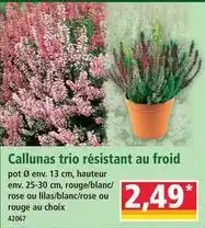 Norma Callunas trio résistant au froid offre