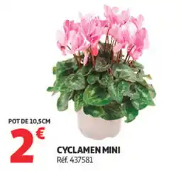 Auchan CYCLAMEN MINI offre