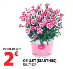 Auchan OEILLET (DIANTHUS) offre