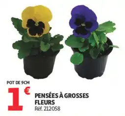 Auchan PENSÉES À GROSSES FLEURS offre