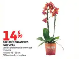 Auchan ORCHIDÉE 2 BRANCHES PARFUMÉE offre
