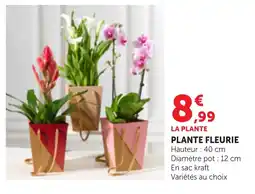 Bi1 LA PLANTE PLANTE FLEURIE offre