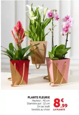Maximarché LA PLANTE PLANTE FLEURIE offre