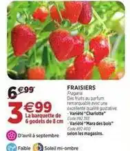 RAGT Jardin & Maison Avril - fraisiers offre