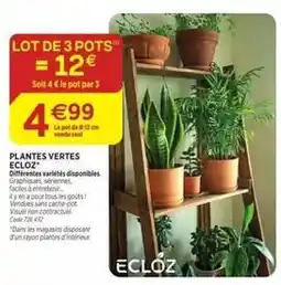 RAGT Jardin & Maison Ecloz - plantes vertes offre