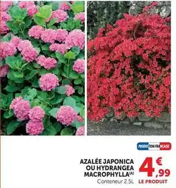 Hyper U Azalée japonica ou hydrangea macrophylla offre