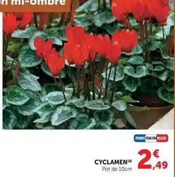 Hyper U Cyclamen pot de 10cm offre