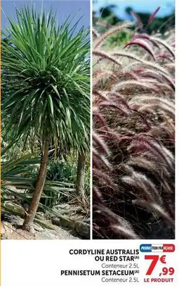 Hyper U Cordyline australis ou red star pennisetum offre