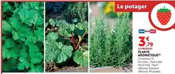 Hyper U Persil - plantes aromatique offre