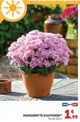Hyper U Marguerite d'automne offre