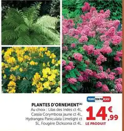 Hyper U Plantes d'ornement offre