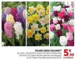 Super U Triomphe - bulbes gros volumes offre