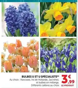 Super U U - bulbes et spécialiste offre