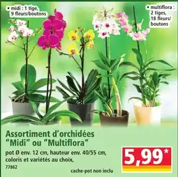 Norma Assortiment d'orchidées offre