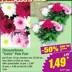 Norma Chrysanthème Sixtie Pink Flair offre