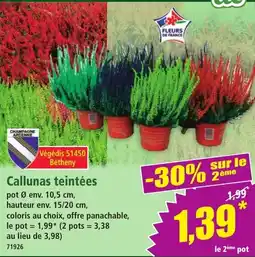 Norma Callunas teintées offre