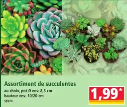Norma Assortiment de succulentes offre