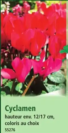 Norma Cyclamen offre