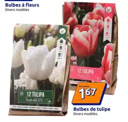 Action Bulbes de tulipe offre