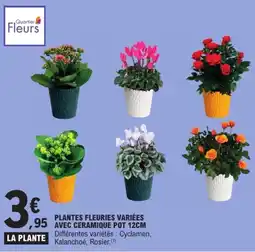 E.Leclerc Drive Quartier Fleurs PLANTES FLEURIES VARIÉES offre