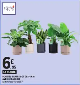 E.Leclerc Express Quartier Fleurs PLANTES VERTES offre