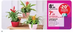 Hyper U COMPOSITION DE PLANTES offre