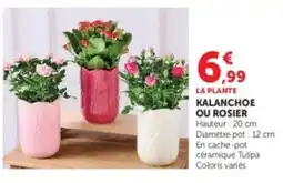 Hyper U LA PLANTE KALANCHOE OU ROSIER offre